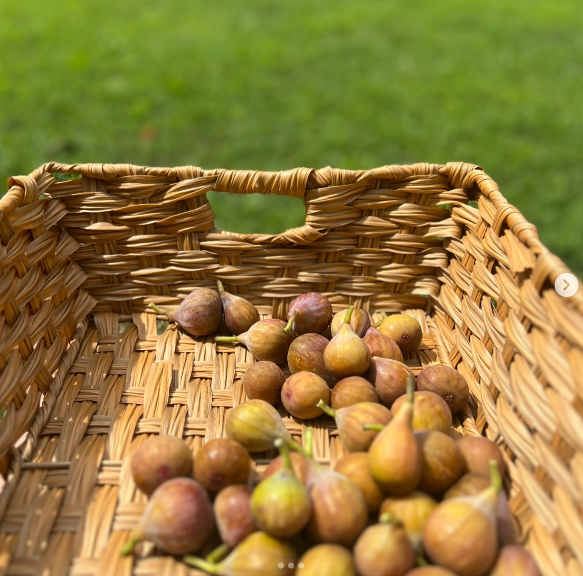 Little Tree Obsession The FIG Tree Obsession – Little White House Creative